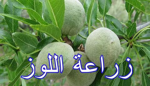 زراعة اللوز