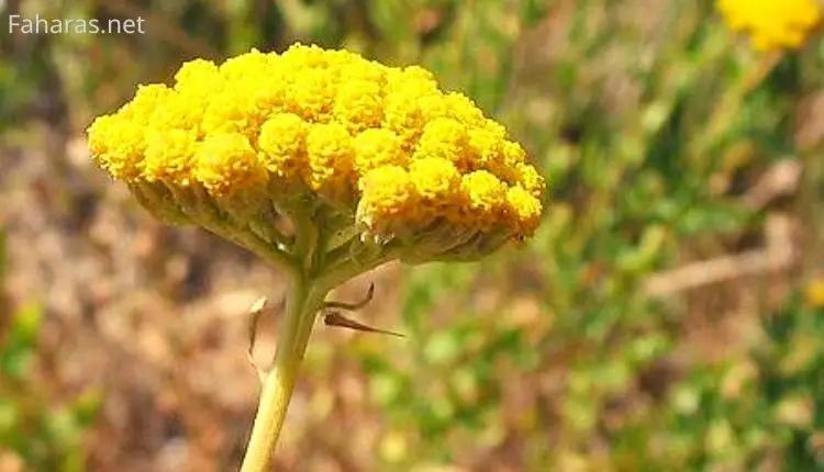 فوائد عشبة القيصوم العطري