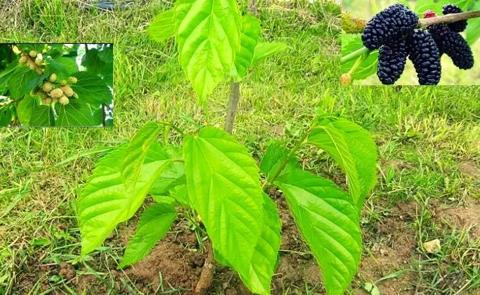 growing berries