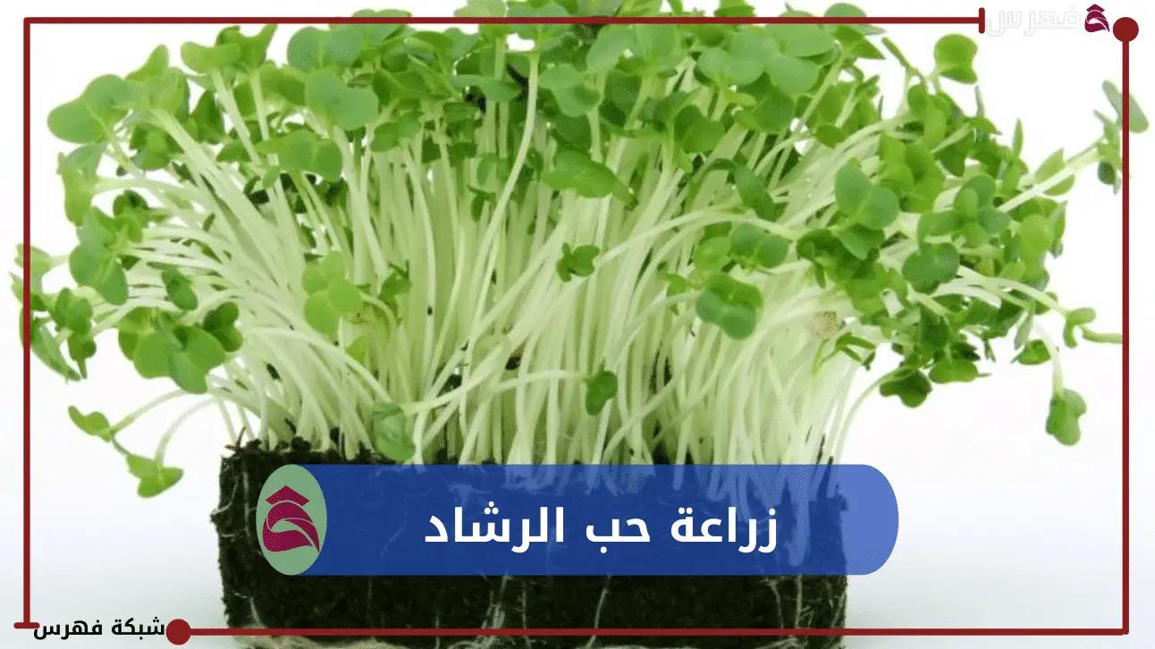 زراعة حب الرشاد من البذور بسهولة على التربة والقطن والفخار