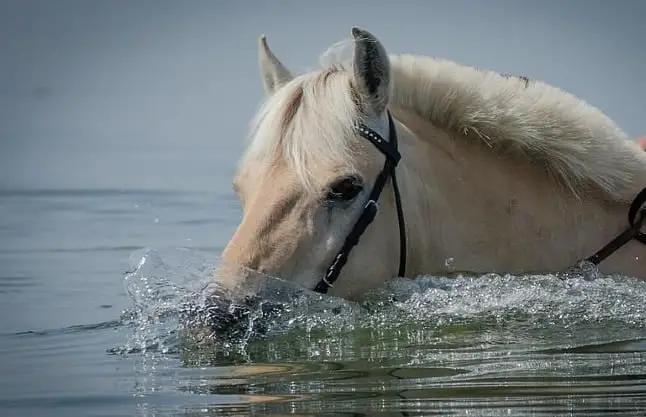 مخاطر سباحة الخيول