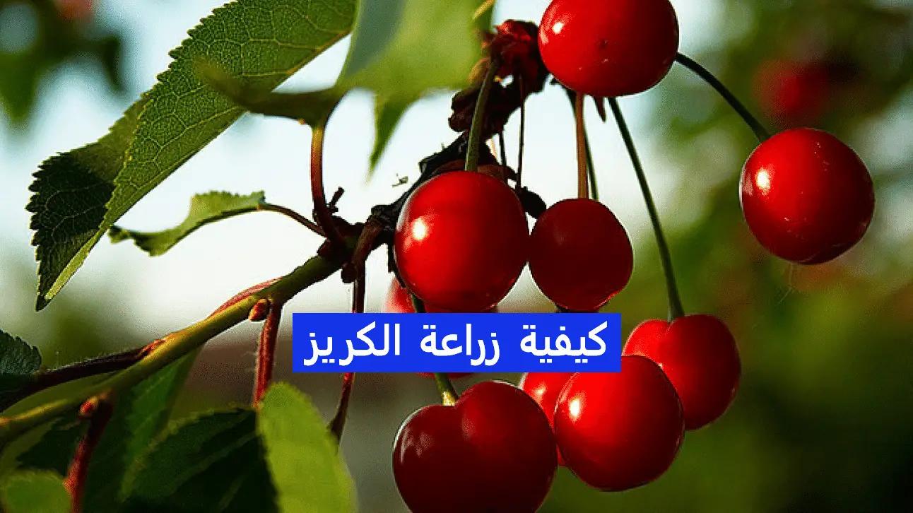 زراعة الكريز (الكرز)؛ كيفية زراعة الكريز، ما هي فوائد الكريز - فهرس نت