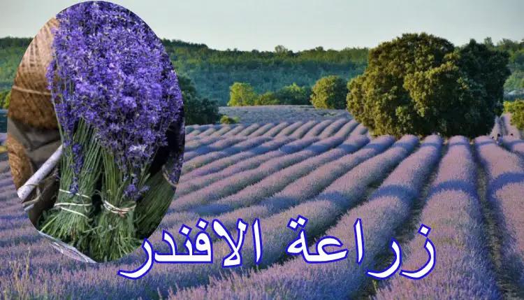 زراعة اللافندر