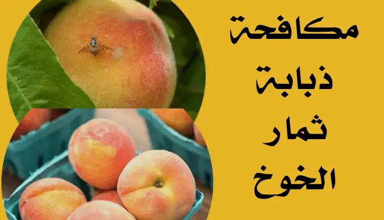 ثمار ذبابة الخوخ