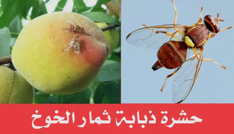 ذبابة ثمار الخوخ