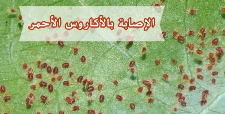 آفة الأكاروس الأحمر