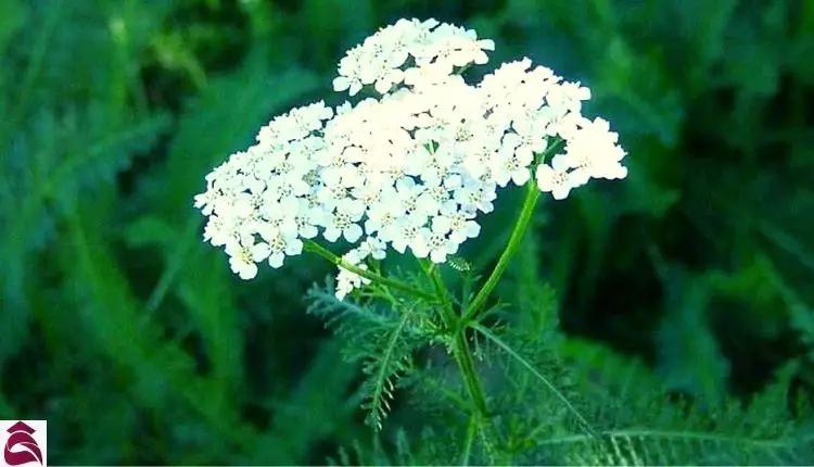 Benefits of yarrow essential oil