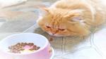 امتناع القطط عن الأكل Cats Eating Abstaining؛ 4