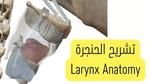 تشريح الحنجرة بالصور Larynx Anatomy؛ وظيفة