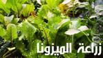 زراعة الميزونا؛ أهم 4 خطوات للحصول على محصول