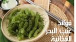 فوائد عنب البحر الغذائية الصحية