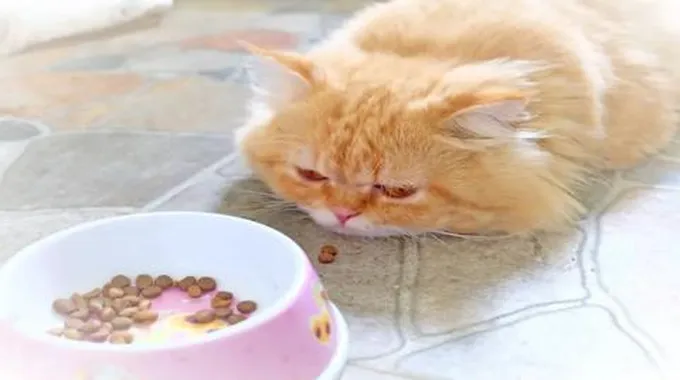 امتناع القطط عن الأكل Cats Eating Abstaining؛ 4