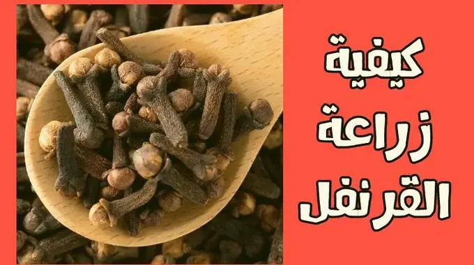 زراعة القرنفل؛ المناخ المناسب والأمراض والآفات التي تهدد للخطر