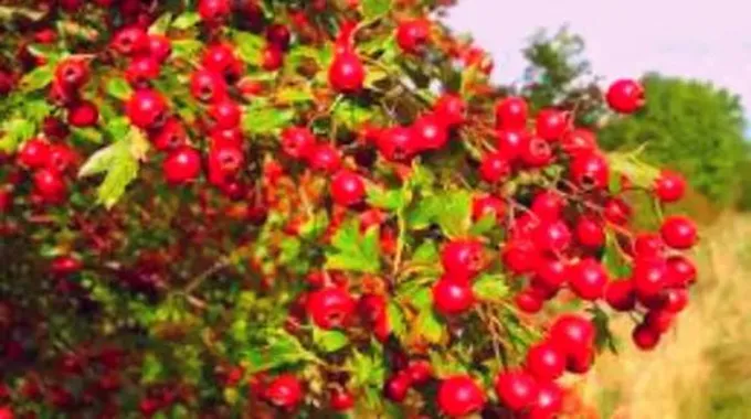 نبات الزعرور (Hawthorn Herb)؛ اهم 13 فائدة