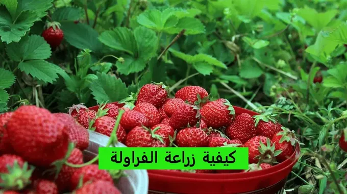 كيفية زراعة الفراولة