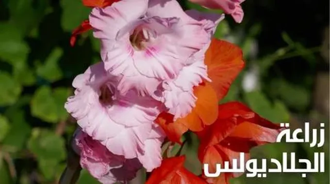 زراعة الجلاديولس؛ تعرف على أهم 5 خطوات إكثارها