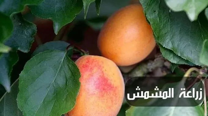 زراعة المشمش؛ أهم 11 خطوة لغرس أشجاره مباشرة في