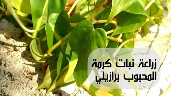 زراعة نبات كرمة المحبوب برازيلي؛ موطن وكيفية